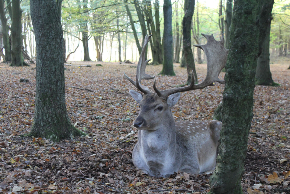 HJORTEPARK. Her har du det danskeste av det danske: lange strender, små koselige mursteinshus og hjortepark like utenfor vinduet, skriver Marie Heddan Kortner. FOTO PRIVAT: Heidi Heddan Kortner