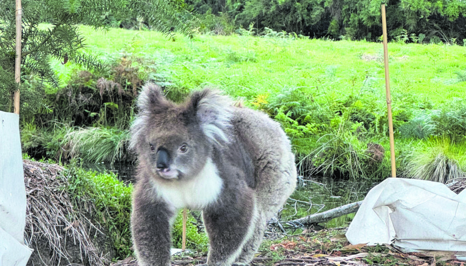 KOALA: Dette er heldigvis ikke en drop bear.
