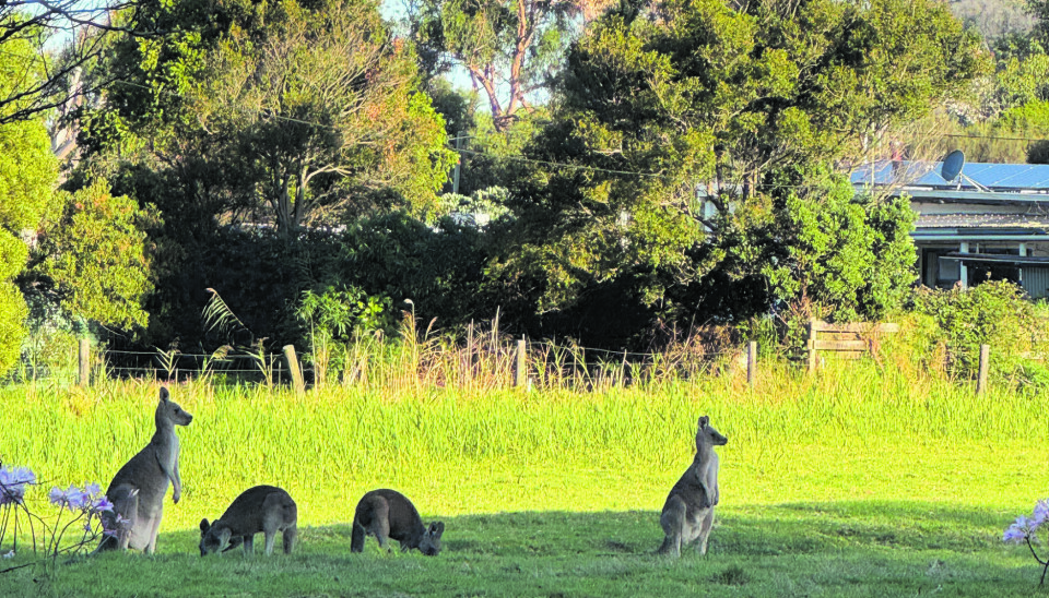 ROO'S: En av Australias mange arter koser seg i skyggen.