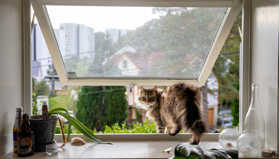 HJELPER: Katten Lykke (3) hjelper til med å fylle opp det midlertidige beredskapslageret med tørrfôr og medbrakt.