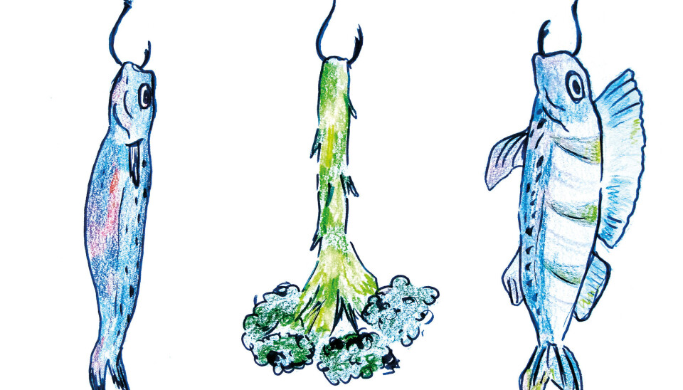 NORWAY: What do you do when you are a vegetarian in Norway?